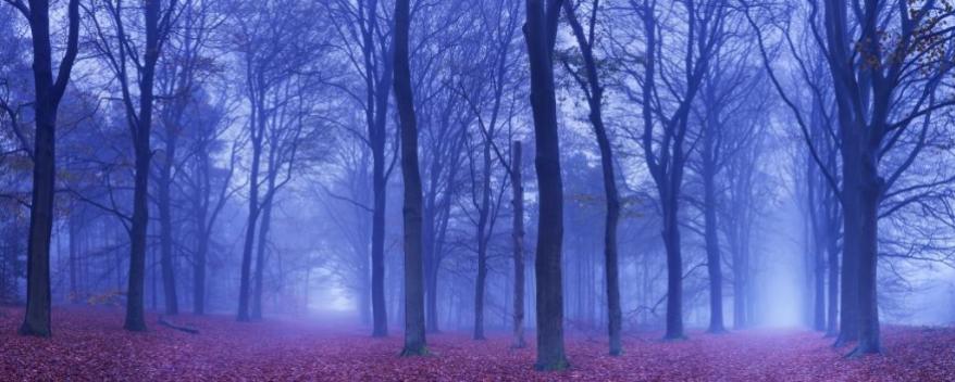 Two paths in a dark and foggy forest, The Netherlands