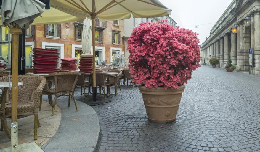 big pink flowers on the street in Verona in Italy
